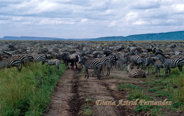 Wildebeest-and-Zebra-migration-SerengetiTanzania